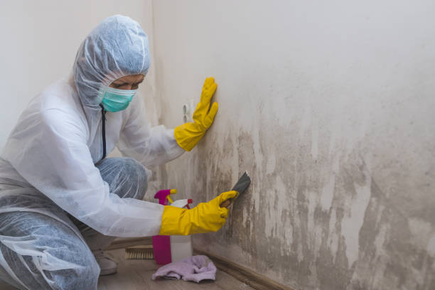 Best Biohazard Mold Removal  in Smithton, IL